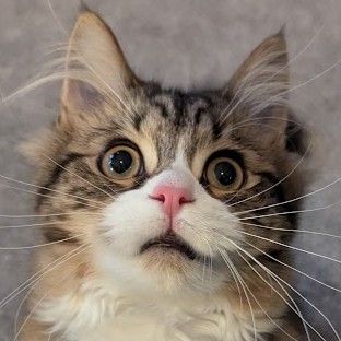 User Display Picture