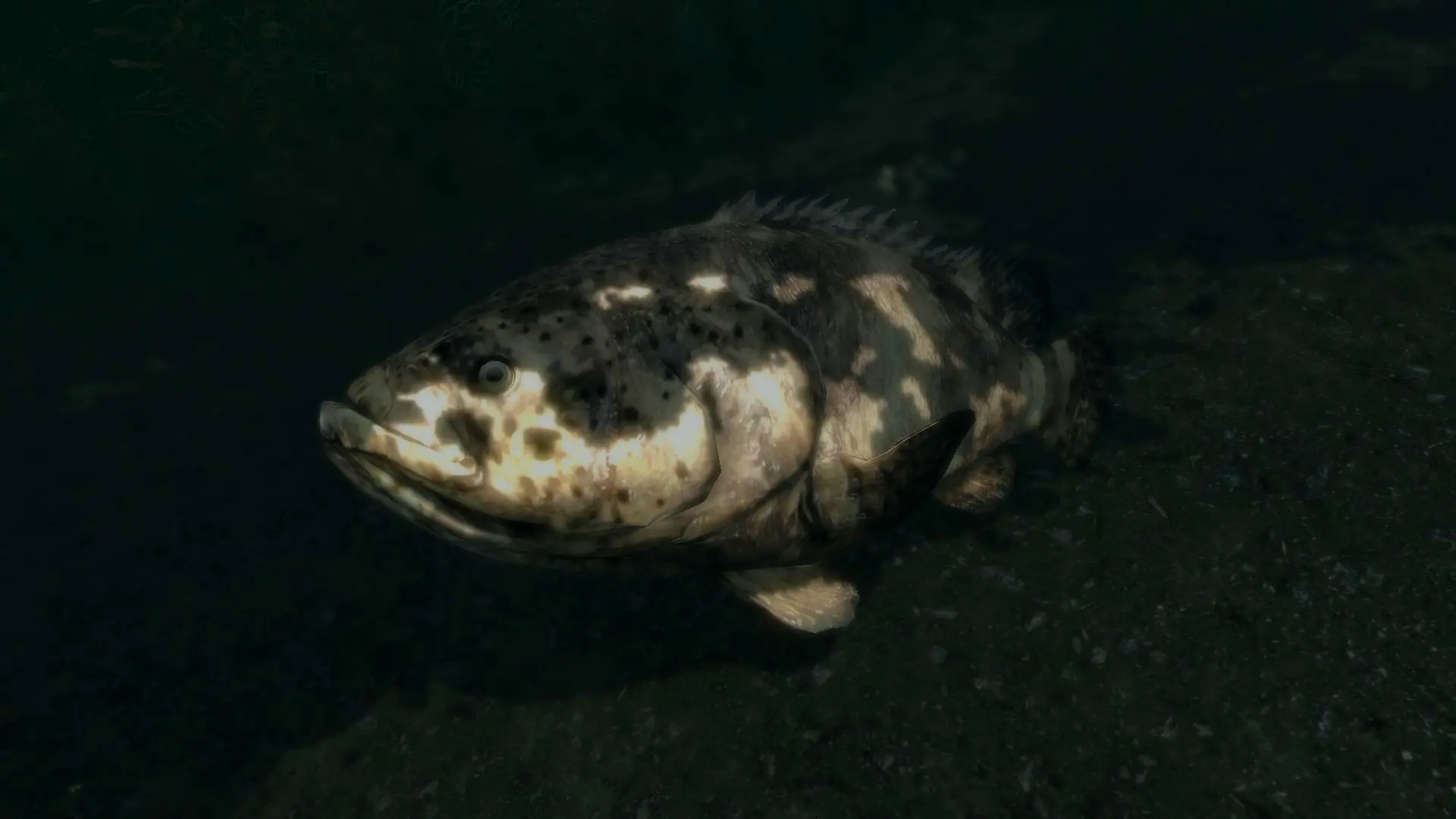 Goliath Groupers - (Animal Series) mod for Skyrim