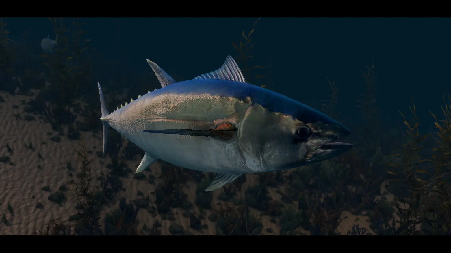 Tuna Fish - (Animal Series) mod for Skyrim