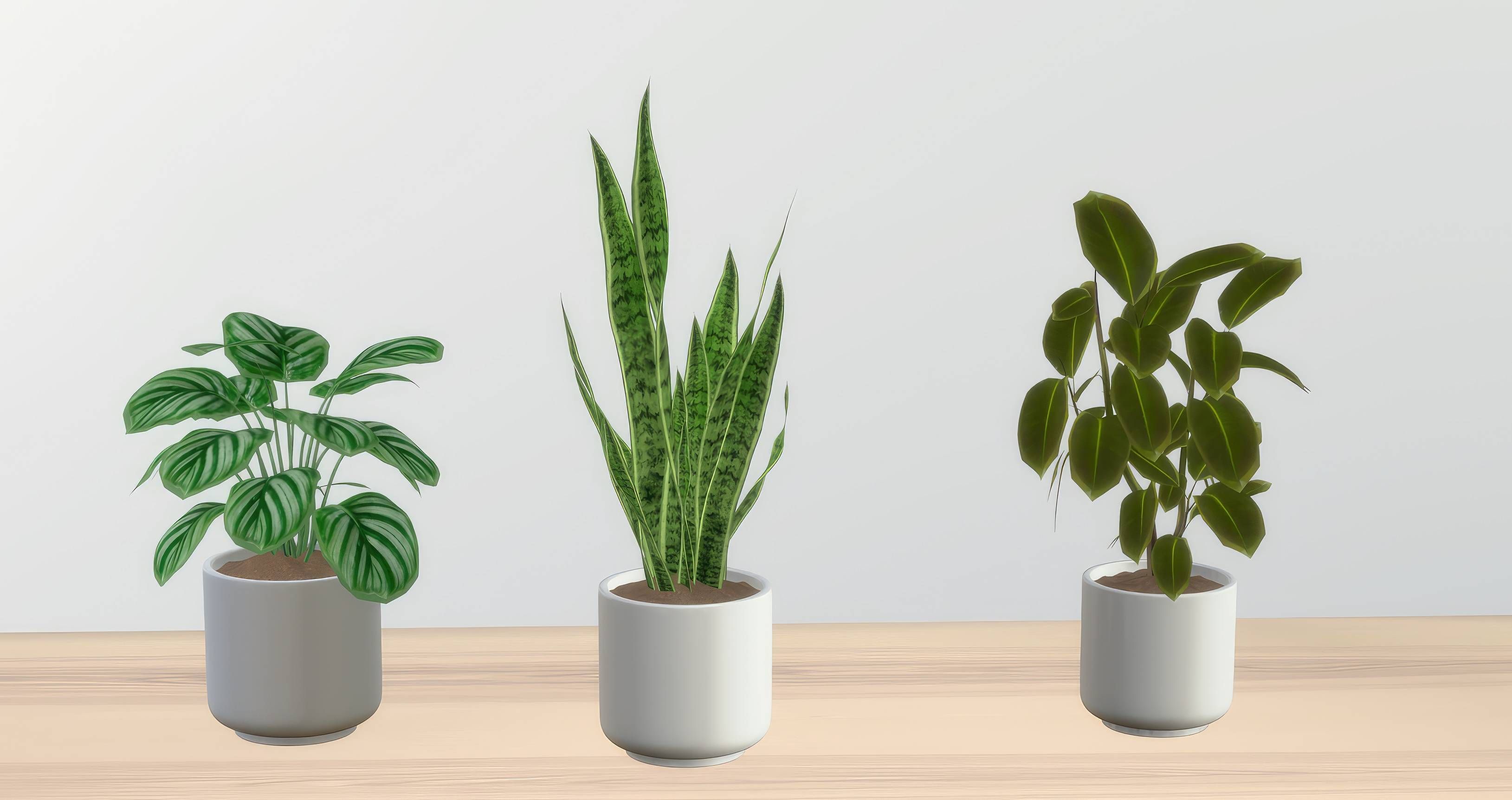 Calathea plants set mod for The Sims 4 