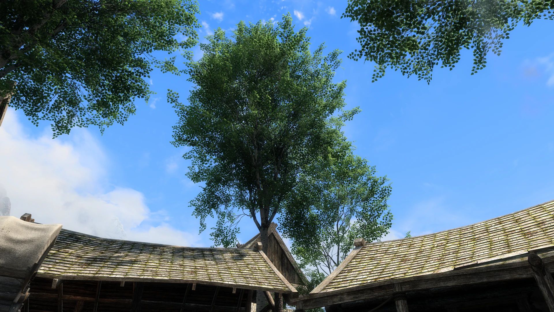 Aspens Ablaze - PBR mod for The Elder Scrolls V: Skyrim Special Edition