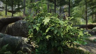 Shrubbery Symphony - Enhanced Greenery mod for The Elder Scrolls V: Skyrim Special Edition