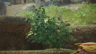 Shrubbery Symphony - Enhanced Greenery mod for The Elder Scrolls V: Skyrim Special Edition