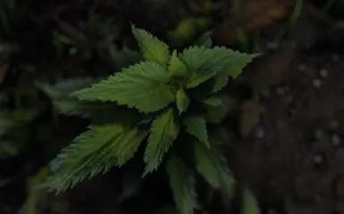 A Photorealistic Fantasy Tamriel - Modlist and Guide mod for The Elder Scrolls V: Skyrim Special Edition