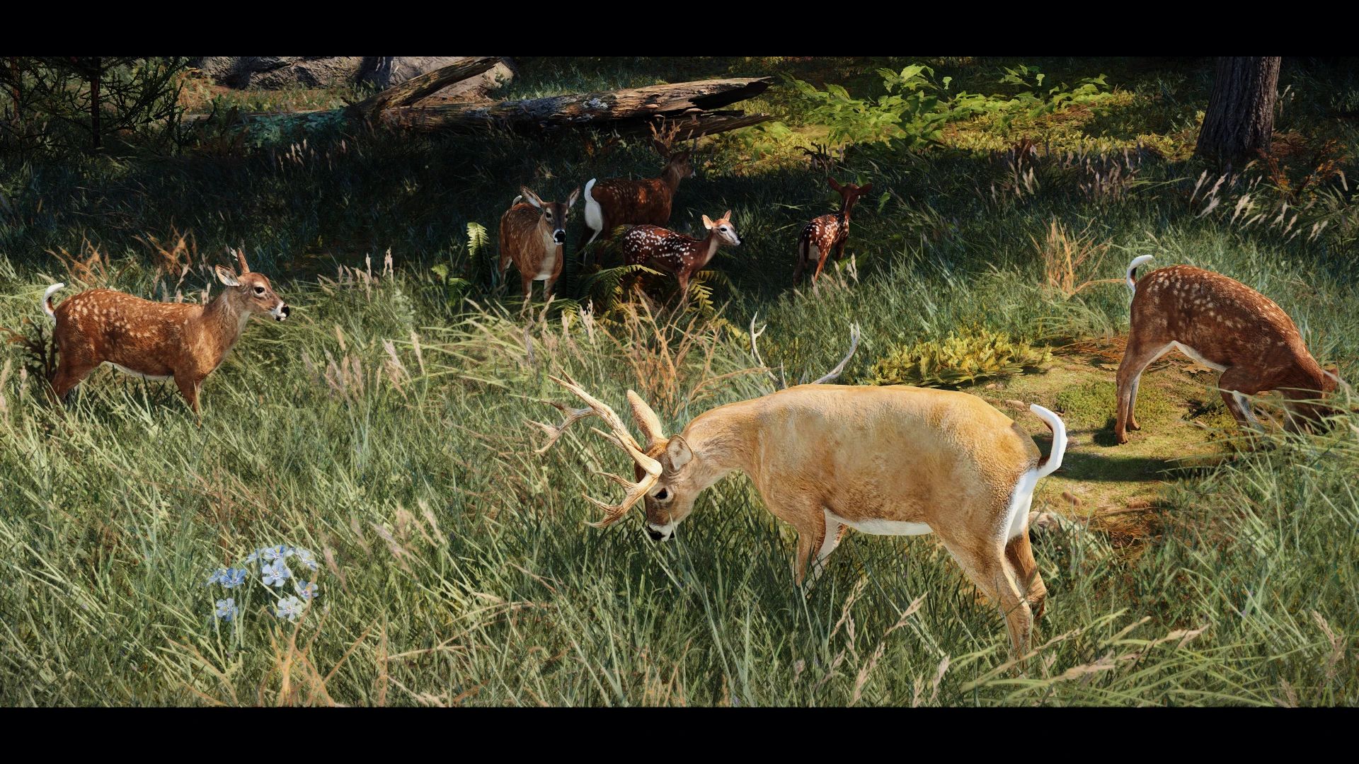 Edmond's Nature Series - DEER mod for The Elder Scrolls V: Skyrim Special Edition