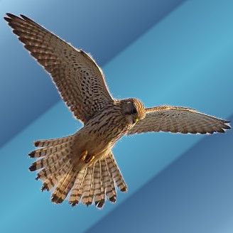 User Display Picture